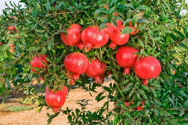 Lựu - Trái Cây Mang Lại Nhiều Lợi Ích Sức Khỏe Cho Con Người